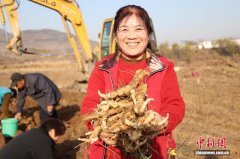 山东泰安：泰山黄精喜丰收